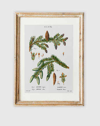 Plakat z botaniczną ryciną ABIES, OSOBY - Prezent dla teścia