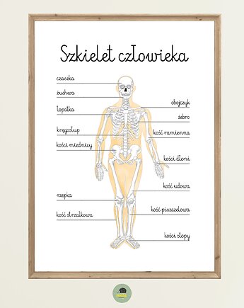 Plakat Edukacyjny Szkielet Człowieka Montessori dla dzieci, Maja Montessori