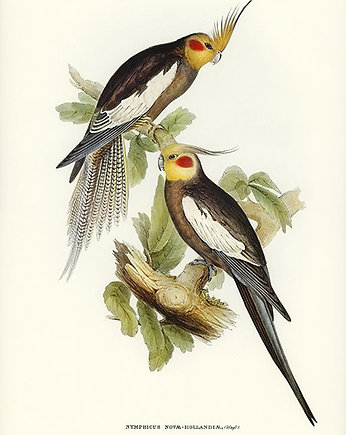 Papugi-nimfy-ilustracja-vintage, Galeria LueLue
