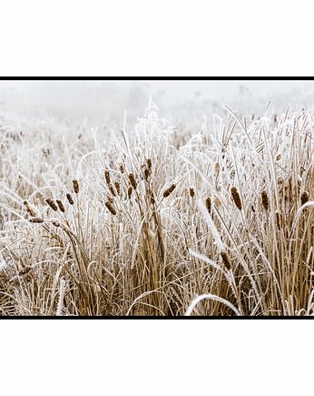 Plakat "Rośliny w szronie", Fotobloki and decor