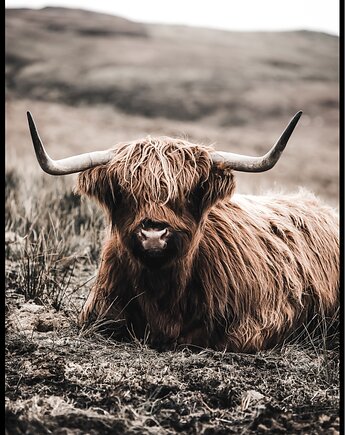 Plakat "Highland cattle", Fotobloki and decor