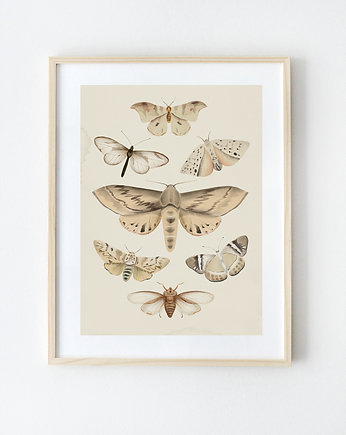 Owady  A3, Anita Tomala