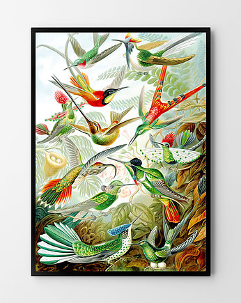 Plakat Rajskie ptaki, HOG STUDIO