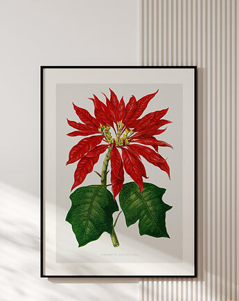 Plakat z botaniczną ryciną POINSETTIA, OKAZJE - Prezent na 40 urodziny