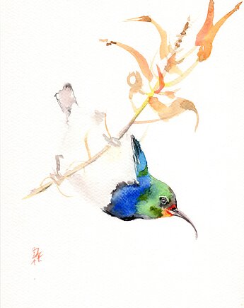 Oryginalna akwarela. Koliber, alquadro