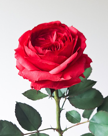 Realistyczna czerwona róża z papieru - jak żywa - prezent premium, DALVA
