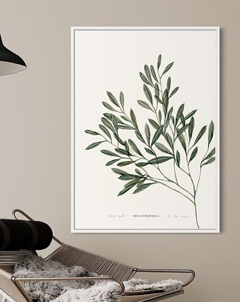 Oliwka / Reprodukcja autorskiej akwareli, Margo Hupert