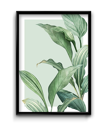 Plakat Funkia , Bury Lis