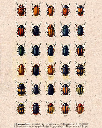 Plakat owady-rycina-z-ksiazki-vi, Galeria LueLue