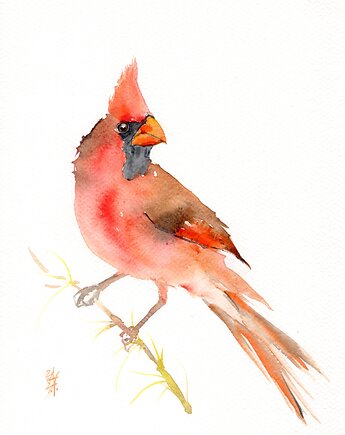 Oryginalna akwarela. Kardynał, alquadro