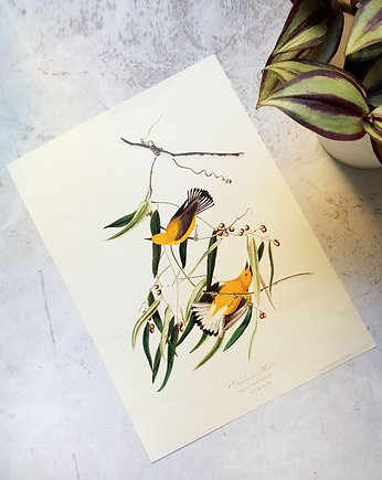 Plakat, Rycina Vintage - Ptaki II, Galeria LueLue