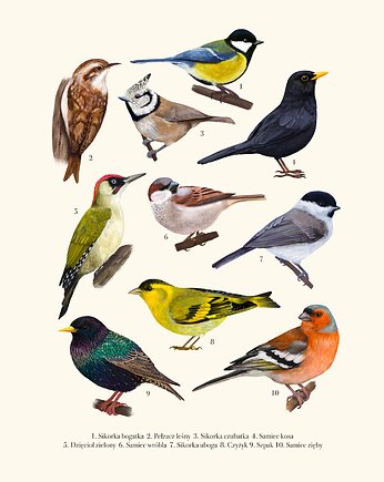 Plakat "Ptaki" plansza II 50x70 cm, Studio Stonka