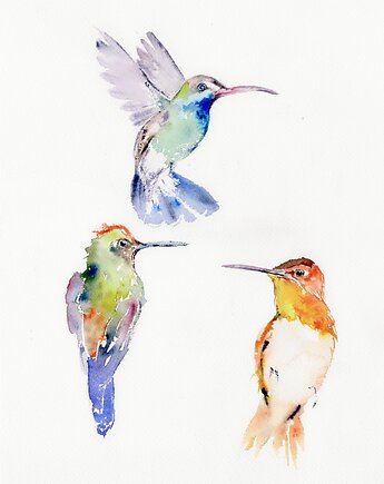Oryginalna akwarela. Kolibry, alquadro