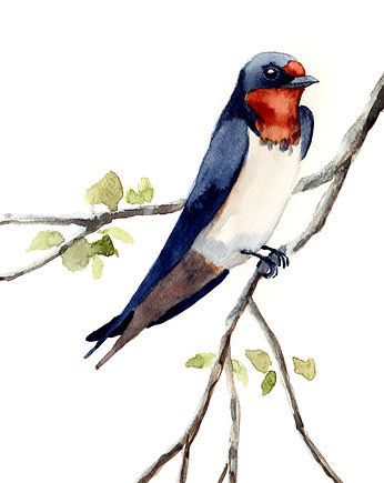 Plakat Dymówka, Warsaw Birds