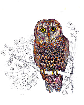 Sowa z Laponii- ilustracja- grafika na ścianę, BOSKE