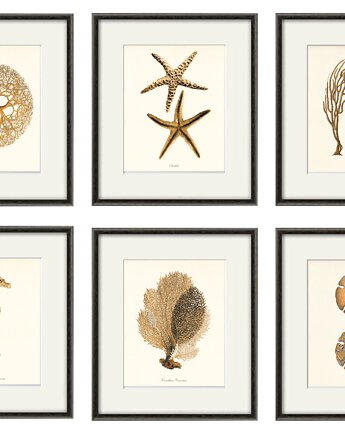 Zestaw 6 grafik  koralowiec reprodukcja morskie, Victorian wall art