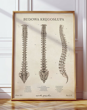 Plakat Budowa Kręgosłupa Vintage, Marta Pawelec Medical Art