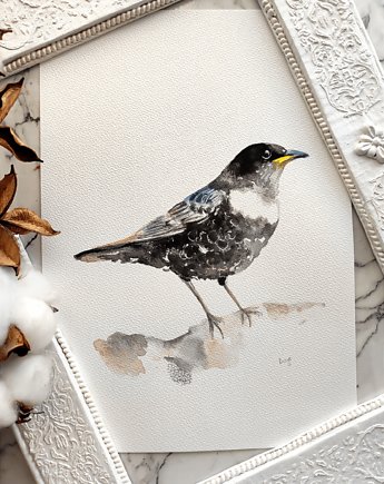Akwarela drozd obrożny, Wiktoria Borys Art