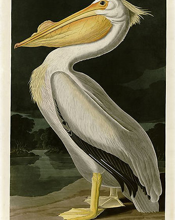 Plakat pelikan-rycina-z-ksiazki-i, Galeria LueLue