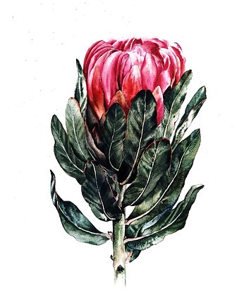 "Protea" 36*48cm/ akwarela, ShkrebetsARTgallery