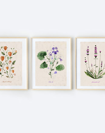 3 ilustracje botaniczne  A3, OKAZJE - Prezent na Parapetówkę