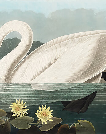 Tapeta - Łabędź, Dekoracje PATKA Patrycja Kita