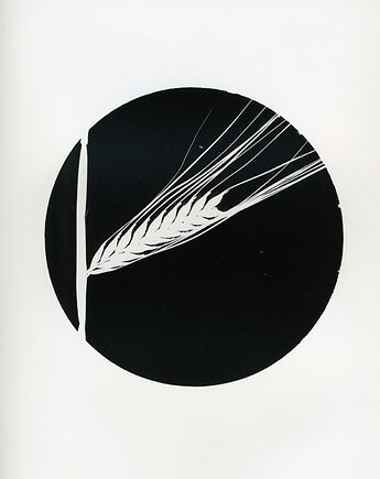Kłos_0, PAPER AND LIGHT