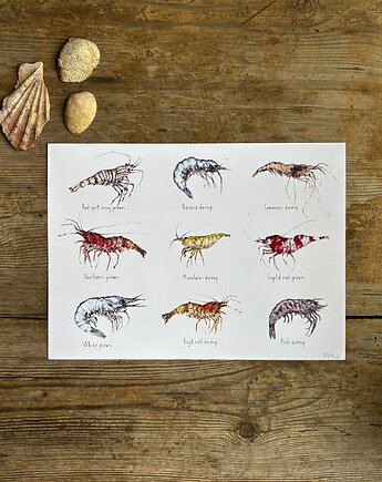 Krewetki- Prawns- Grafika- Ilustracja- Plakat, BOSKE