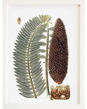 Plakat botaniczny vintage A3, botanika