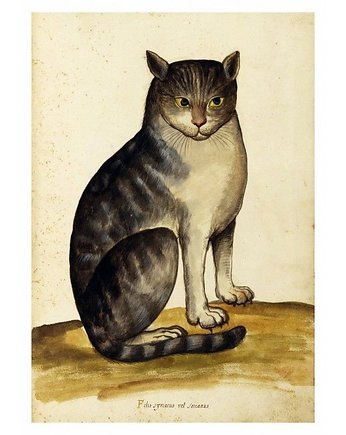 Kartka pocztowa - Felis Syriacus, Galeria LueLue