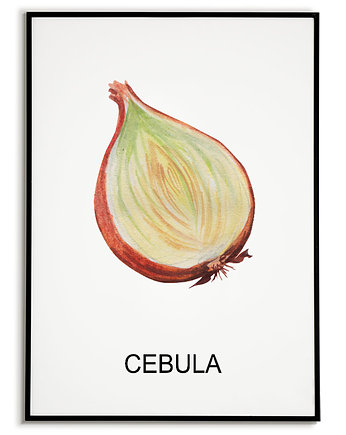 Plakat  GRAFIKA CEBULA warzywa obraz ZIOŁA, Bajkowe Obrazki