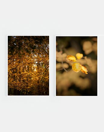 Zestaw fotografii: jesienne liście, Katarzyna Kątna