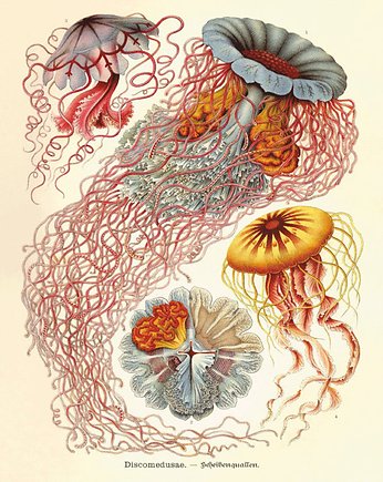 Rysunek grafika litografia meduza ocean, Victorian wall art