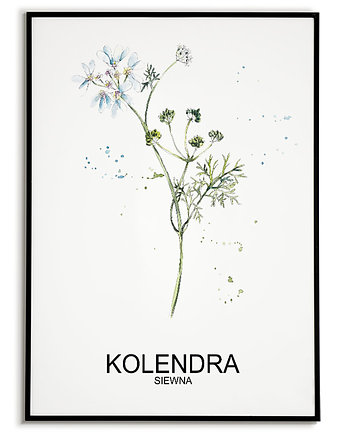 Plakat  GRAFIKA KOLENDRA warzywa ZIOŁA, Bajkowe Obrazki