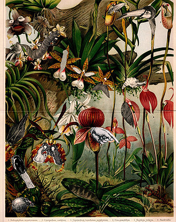 Plakat Orchidee, Blueberrythinks by Jagoda Stączek