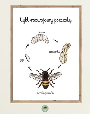 Plakat Edukacyjny Cykl życiowy rozwojowy Pszczoły Montessori dla dzieci, Maja Montessori