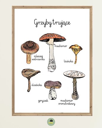 Plakat Edukacyjny Grzyby trujące Montessori dla dzieci, Maja Montessori