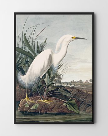 Plakat Biały ptak vintage, HOG STUDIO