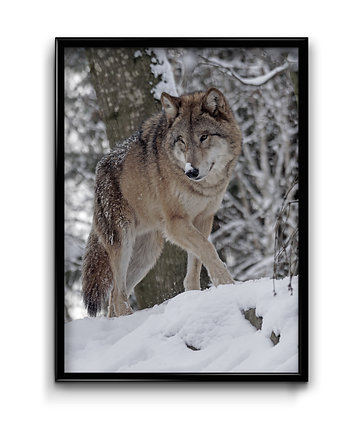 Plakat Wilk, Bury Lis