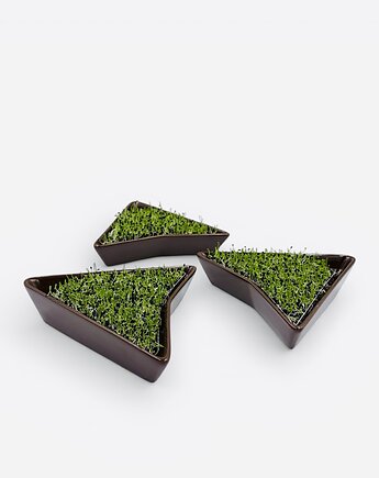 Zestaw 3 czekoladowych kiełkowników + BIOZIARNA, Kiełkowniki