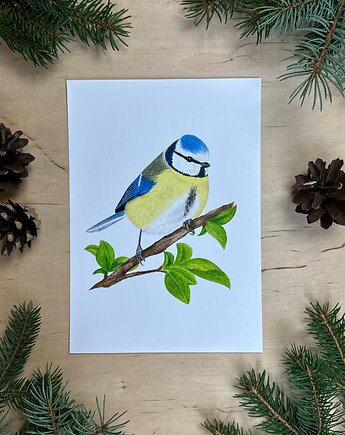 Plakat z sikorką modraszką, mavipoppy art