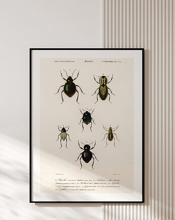 Plakat INSECTS no.3, muybien