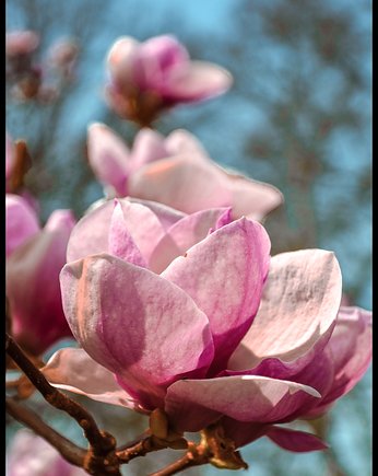 Plakat "Rozkwitnięte magnolie", Fotobloki and decor