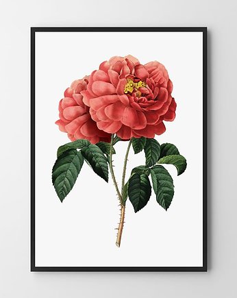 Plakat Czerwona róża, HOG STUDIO
