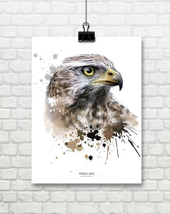 grafika z serii  WILD LIFE, jastrząb, Col Claudine