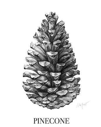 Plakat szyszka/ Pinecone A4, Margo Hupert