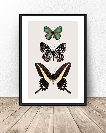 Plakat na ścianę z motylami 50x70 (500mm x 700mm), scandiposter