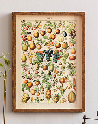 Grafika Fruits (reprint), OKAZJE - Prezenty na 18 dla kolegi