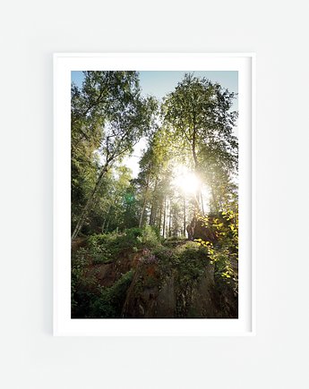 Oświetlony las plakat, Katarzyna Kątna