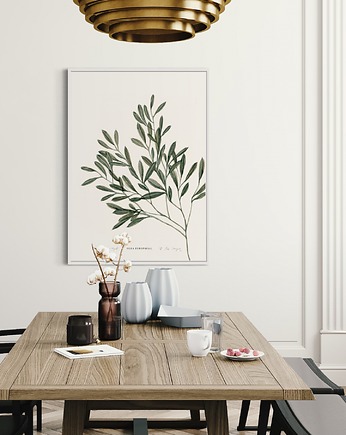 Olea Europea Fine Art Print